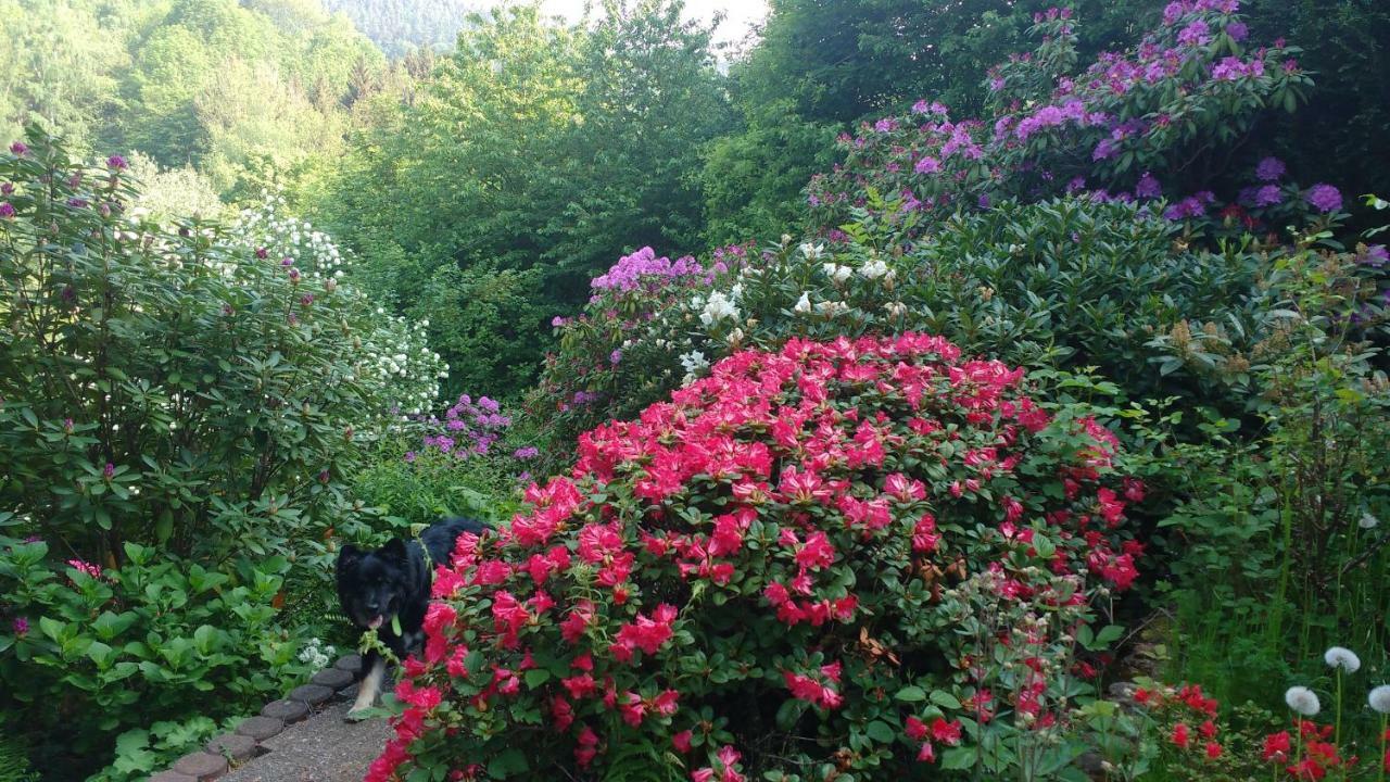 Ferienwohnung Rhododendron - Natur Pur Am Highwalk Rotenburg an der Fulda Exterior foto