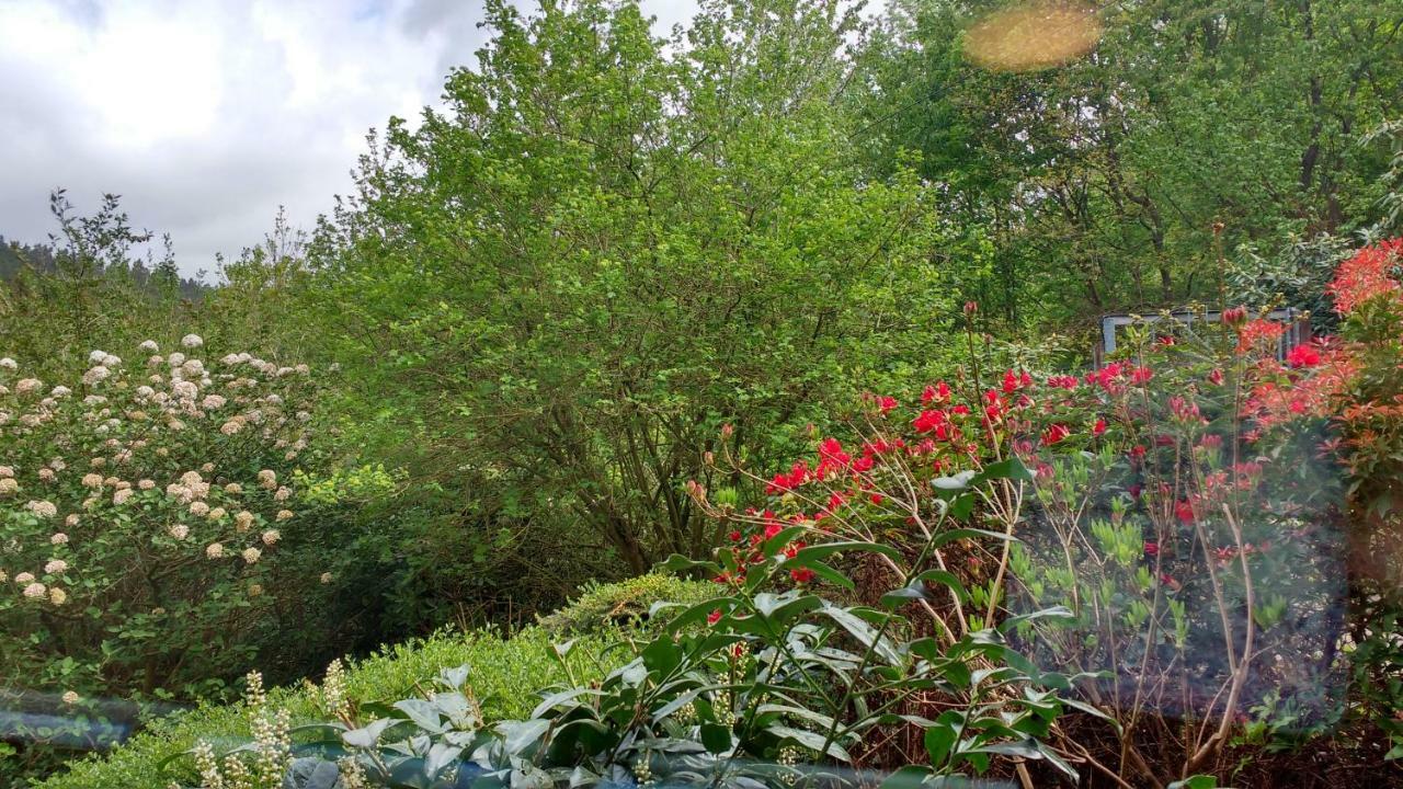Ferienwohnung Rhododendron - Natur Pur Am Highwalk Rotenburg an der Fulda Exterior foto